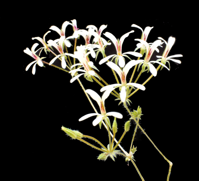 Scaled image PelargoniumFissifolium2021-05-06.jpg 