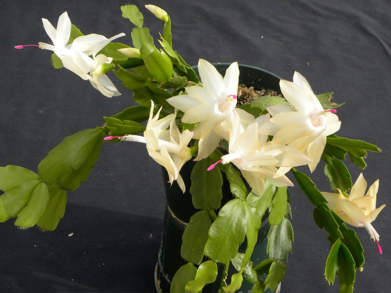 Xmas cactus