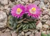 Thumbnail AloinopsisPinkPaws.webp 