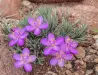 Thumbnail PhemeranthusBrevicaulis.webp 