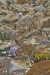 Thumbnail Dianthus APEX.jpg 