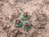 Thumbnail P5052747.webp 