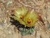 Thumbnail CoryphScheeriArtesia.JPG 