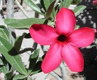 Adenium flowers